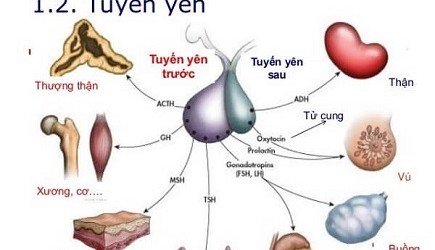 hormone-tang-truong-ban-hay-thu-cua-chieu-cao-con-nguoi-23.jpg