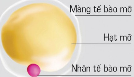mo-trang-tac-nhan-gay-beo-phi.jpg
