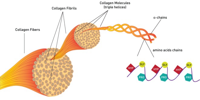 Công dụng của collagen