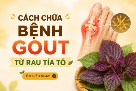 Cách chữa bệnh Gout từ rau tía tô Cách chữa bệnh Gout từ rau tía tô