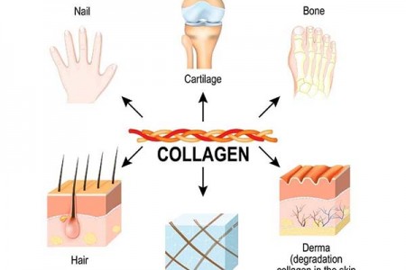 #4 loại collagen trong cơ thể & các lợi ích với sức khỏe