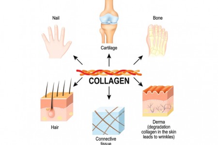 4 loại collagen trong cơ thể & các lợi ích với sức khỏe