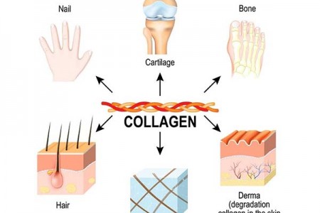 #6 Thực phẩm giàu Collagen và công dụng bất ngờ với sức khỏe