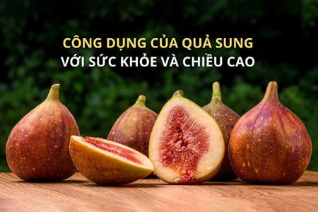 14 công dụng của quả sung với sức khỏe và chiều cao 14 công dụng của quả sung với sức khỏe và chiều cao