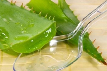 Nha Đam – bí quyết làm đẹp cho da, tóc lại có ích cho sức khỏe (phần cuối)