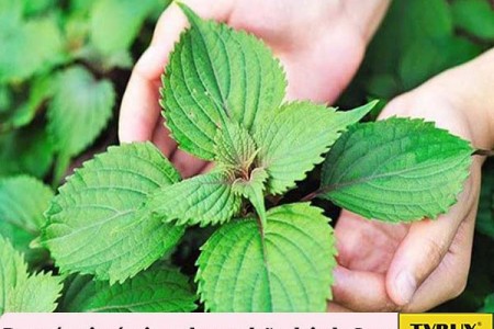 Cách chữa bệnh Gout từ rau tía tô [Hiệu quả bất ngờ]
