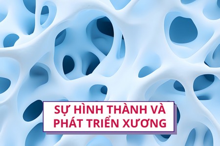 Khám phá sự hình thành và phát triển của xương
