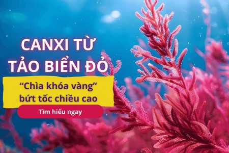 Top 5 sự thật về Canxi tảo biển đỏ - “Chìa khóa vàng” bứt tốc chiều cao