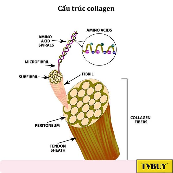 cấu trúc collagen