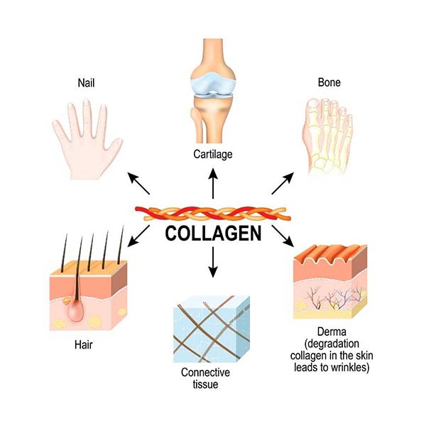 collagen trong cơ thể