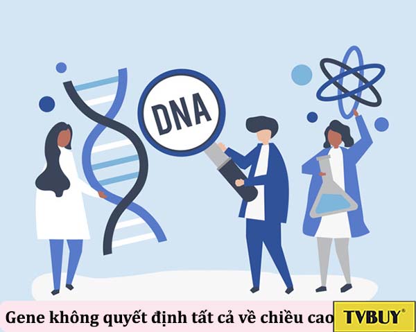 bạn nên biết rằng chiều cao không được quyết định hoàn toàn bởi yếu tố di truyền