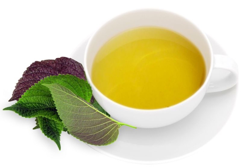 Cách chữa bệnh Gout từ rau tía tô