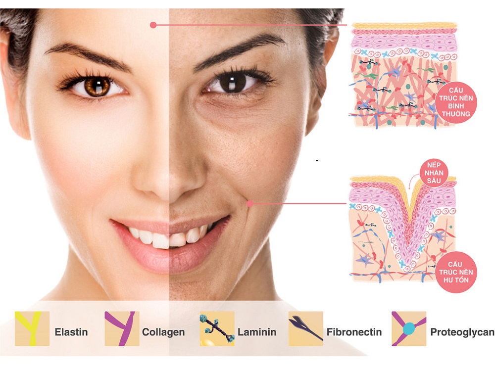 Thuốc collagen là gì? 02