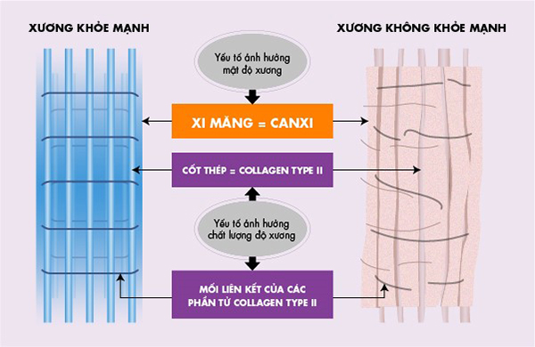 Nếu ví, Canxi là “xi măng” thì Collagen type II là “sợt sắt” giúp xương chắc khỏe