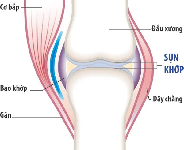 Sụn khớp (sụn tiếp hợp) quyết định tốc độ phát triển chiều dài của xương
