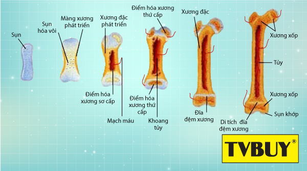 Quá trình phát triển của sụn