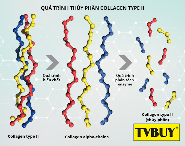 Quá trình thủy phân tạo ra Collagen thủy phân type II