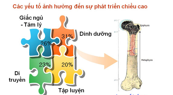 các yếu tố quyết định chiều cao của một người