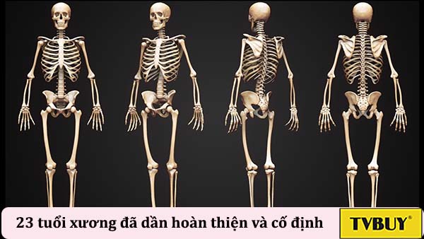 cốt hóa xương