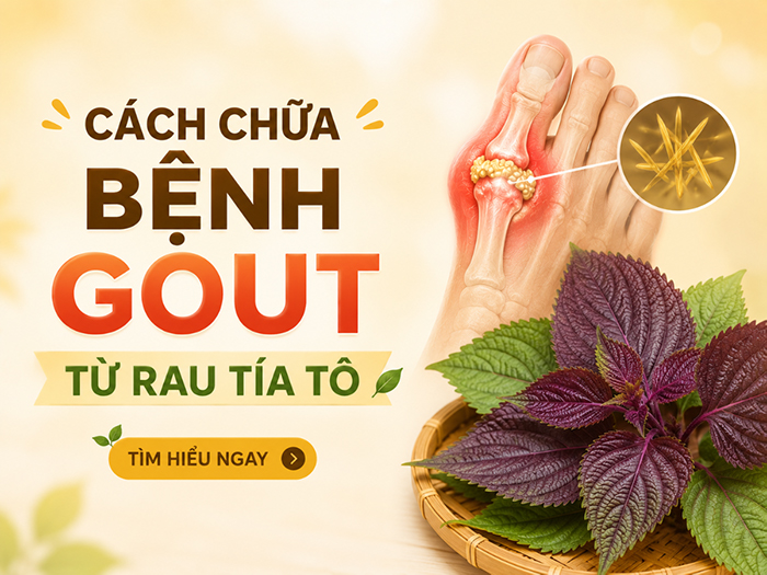 Tía tô có thể hỗ trợ kiểm soát các cơn đau khớp do Gout gây ra.
