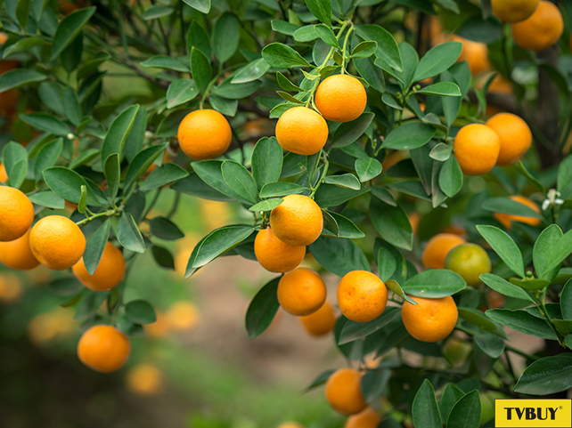 Cam quýt chứa hàm lượng vitamin C cao hỗ trợ sản sinh collagen