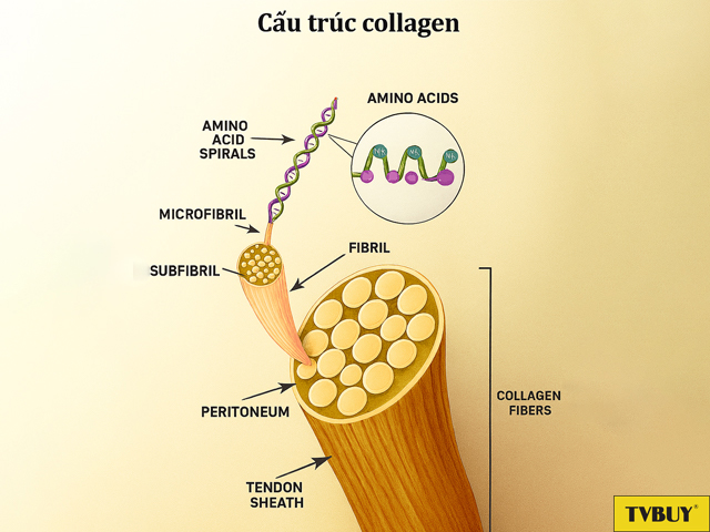 cấu trúc collagen