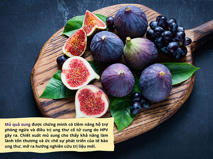 Theo nghiên cứu, mủ quả sung hỗ trợ điều trị ung thư cổ tử cung