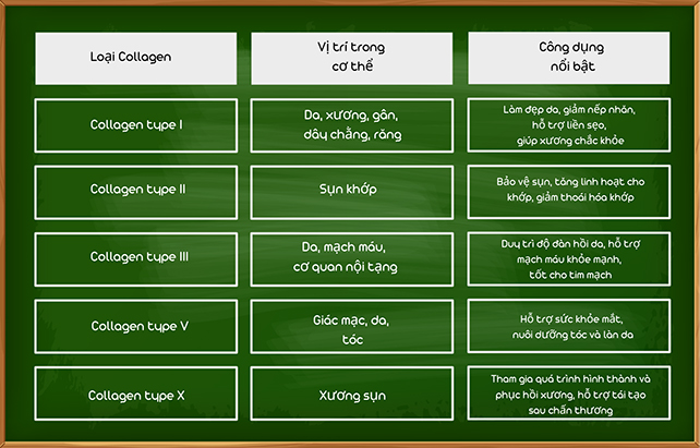 So sánh sự khác biệt của các loại collagen trong cơ thể