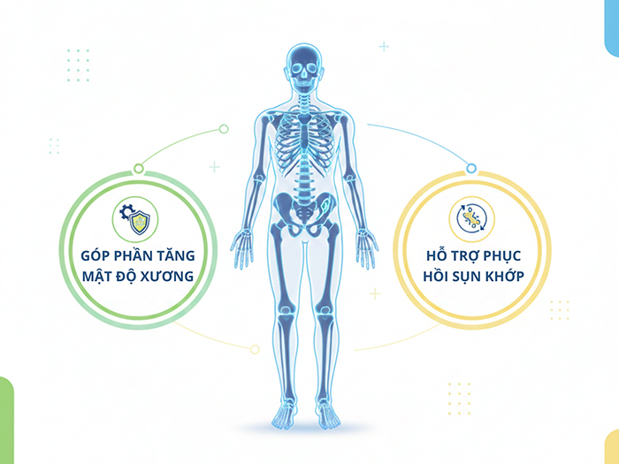 Kẽm hỗ trợ xương khớp chắc khỏe hơn