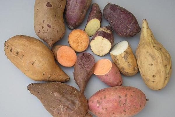 khoai-lang-rat-tot-cho-he-tieu-hoa