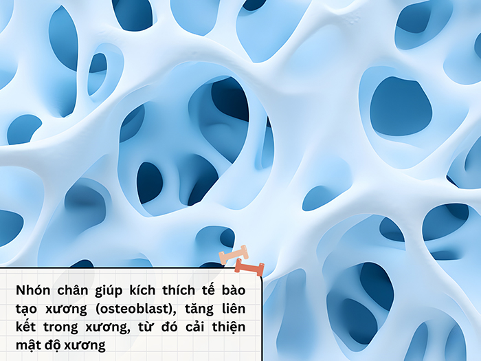 ​​​​​​​Bài tập nhón chân tác động đến sự phát triển mật độ xương