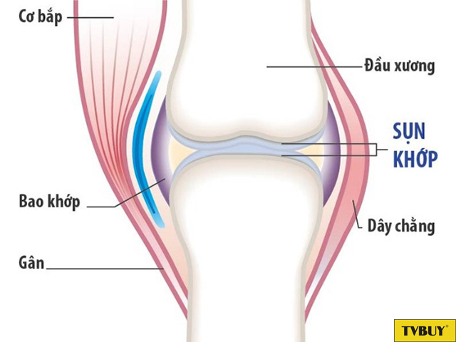 Sụn khớp (sụn tiếp hợp) quyết định tốc độ phát triển chiều dài của xương