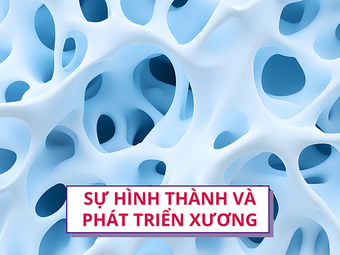Quá trình hình thành và phát triển xương diễn ra trong thời gian dài