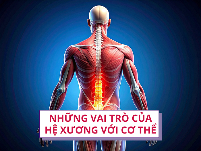 Vai trò của hệ xương rất quan trọng đối với hoạt động của cơ thể