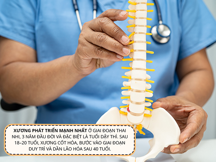 Sự phát triển của xương trải qua nhiều giai đoạn khác nhau