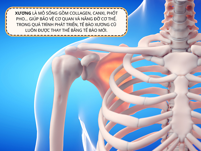 Xương được cấu thành từ nhiều dưỡng chất khác nhau