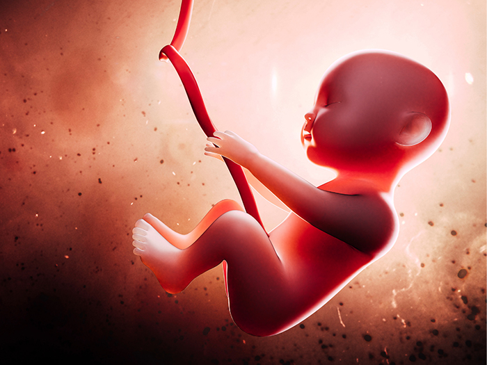 Dinh dưỡng có vai trò rất quan trọng cho sự hình thành và phát triển của thai nhi