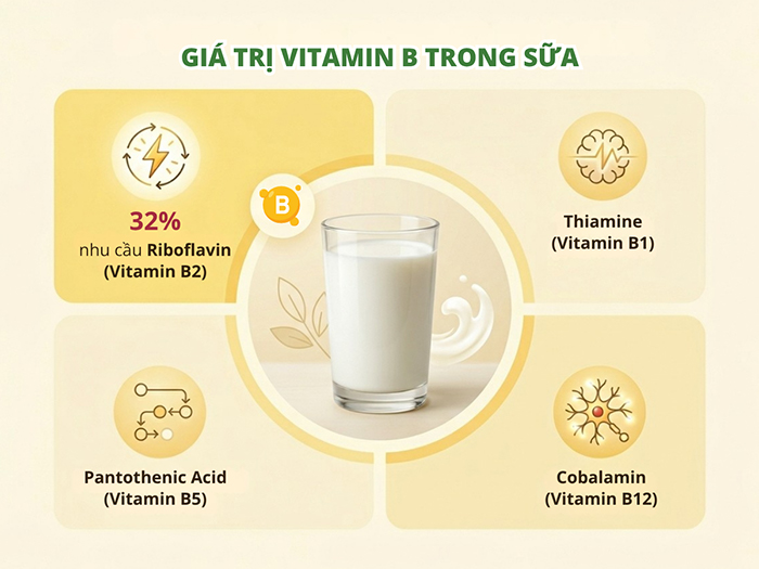 Sữa cung cấp nhiều dưỡng chất trong đó có vitamin B.