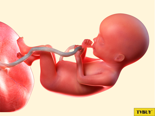Thai nhi liên tục phát triển để chào đời khỏe mạnh có chiều cao tối ưu