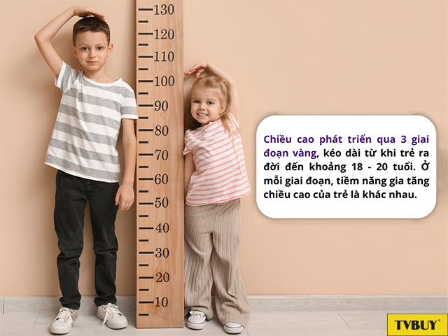 Chiều cao sẽ không ngừng tăng lên với tốc độ khác nhau trong từng giai đoạn phát triển