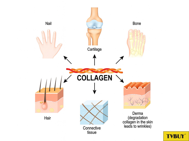 collagen trong cơ thể
