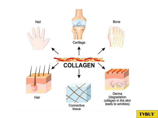 các vị trí collagen trong cơ thể